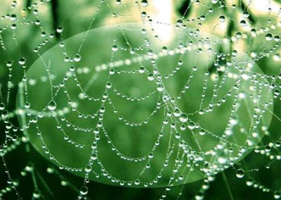 dew on spider web in foliage