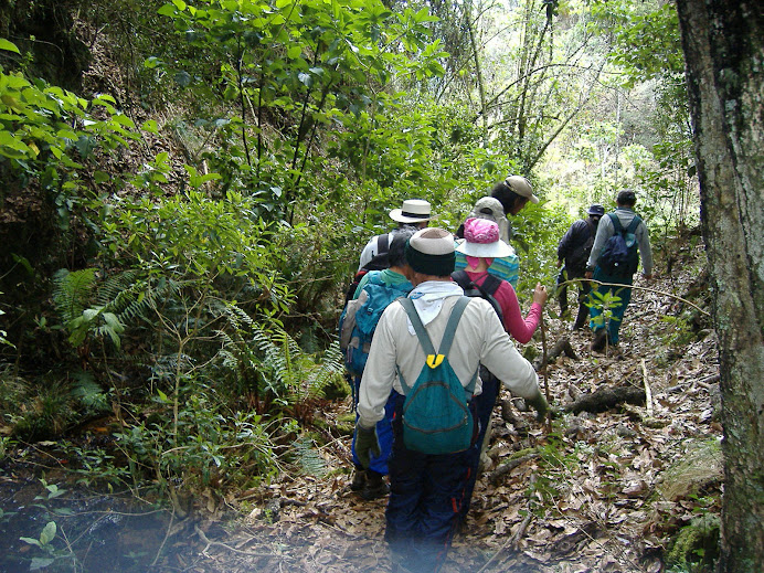 Bosque de Roble