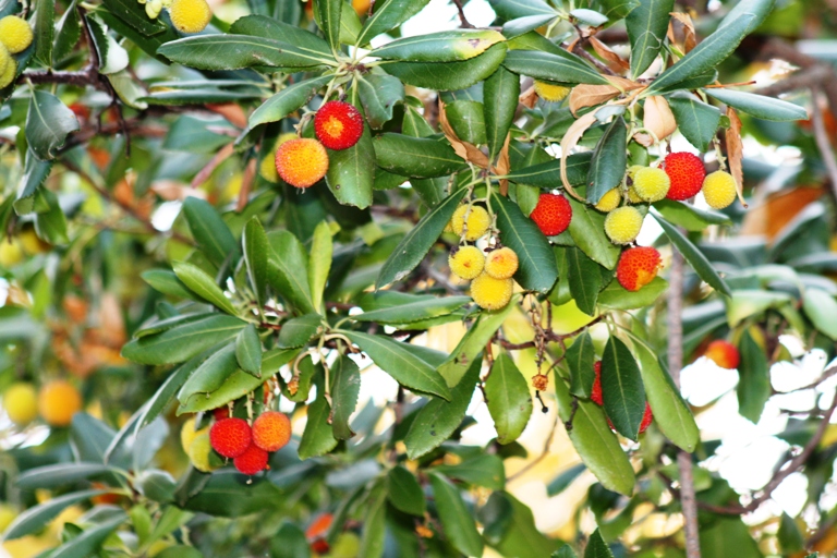 COOKING WITH ANISOARA: Fructele de la portile raiului (3)