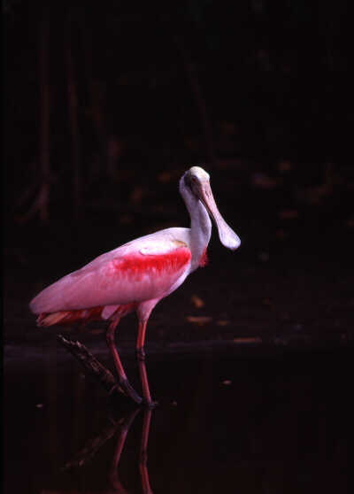 [blog+spoonbill.jpg]