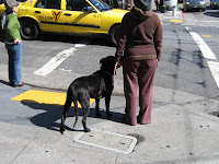 Dog and owner waiting for traffic light to change. Castro - San Francisco, CA 94114