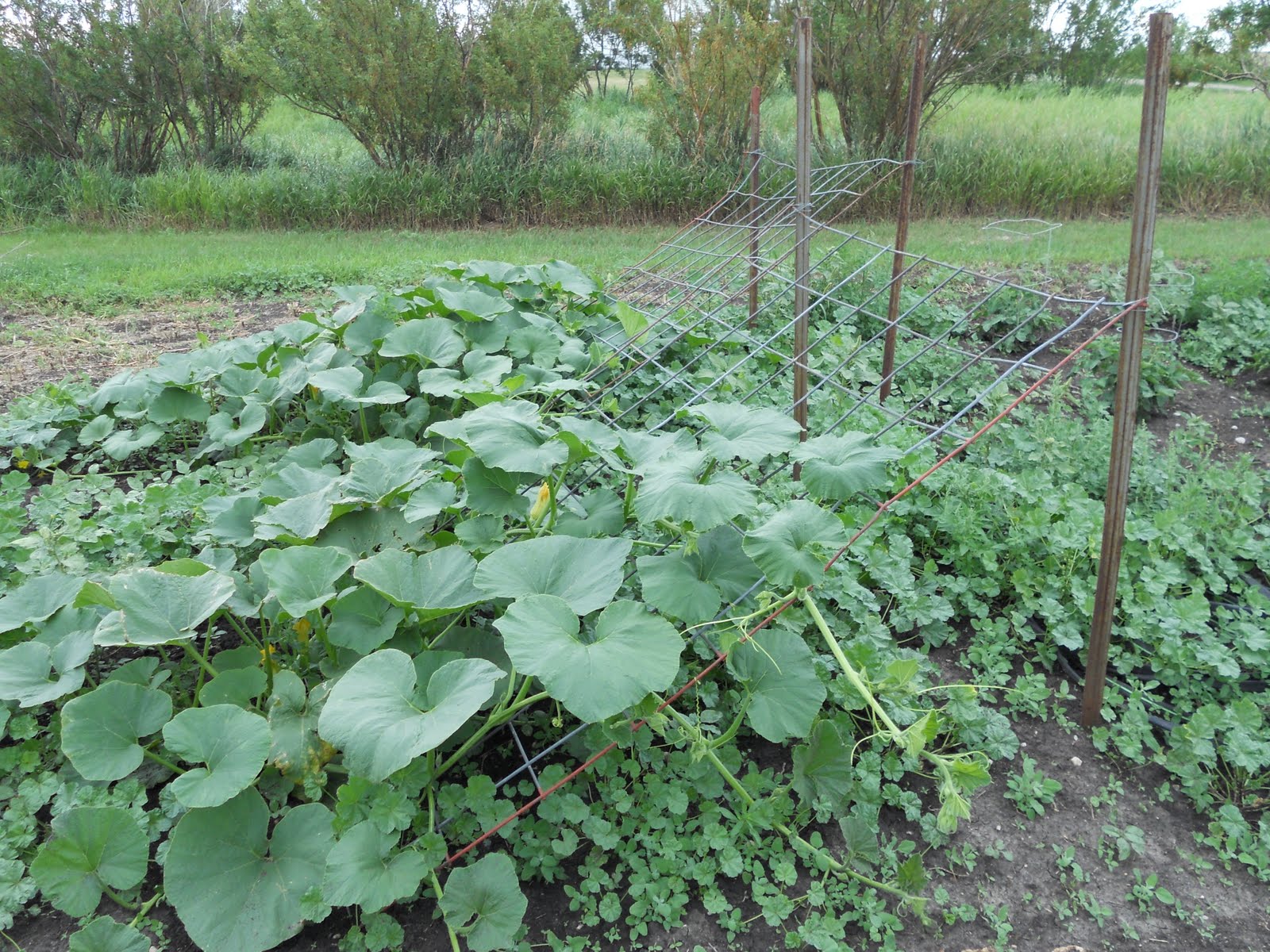 Gwen's Gardens Squash Trellis