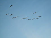 VOLANDO EN ALAS DE UN GRAN IDEAL