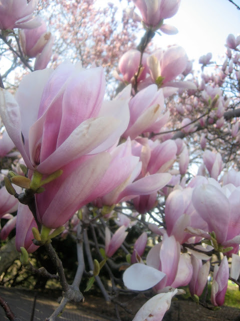 Sugar Magnolias in Central Park