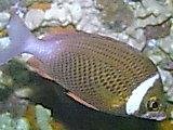 [Monocle+Bream+Whitecheek.jpg]