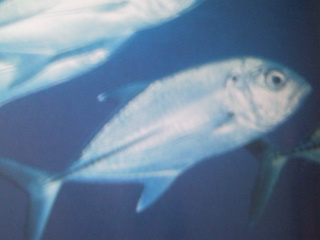 [Trevally+Bigeye.jpg]