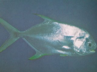 [Pompano+Snubnose.jpg]