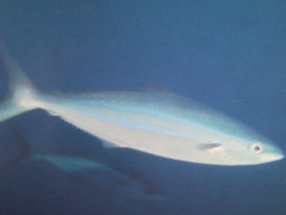 [Runner+Rainbow.jpg]