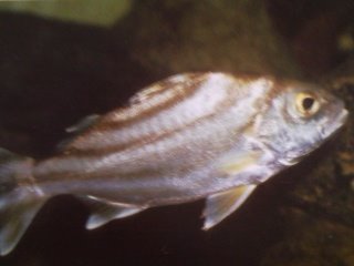 [Grunter+Crescent-Banded.jpg]