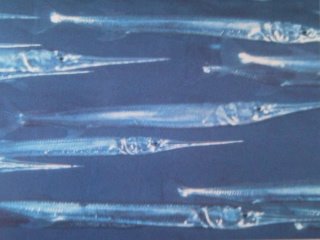 [Needlefish+Reef.jpg]