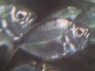 [Ponyfish+Orangefin.jpg]