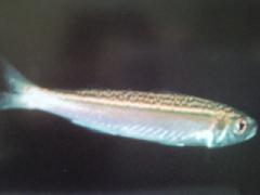 [Fusilier+Mottled.jpg]