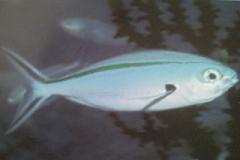 [Fusilier+Scissortail.jpg]