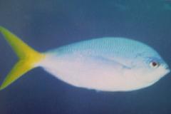 [Fusilier+Yellowtail.jpg]
