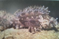 [False+Scorpionfish.jpg]