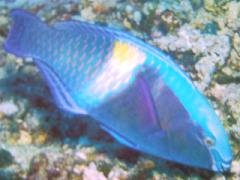 [Parrotfish+Yellowbar.jpg]