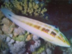 [Coris+Spottail.jpg]