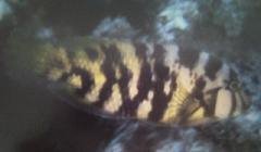 [Tuskfish+Graphic.jpg]