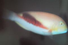 [Tuskfish+Zamboanga.jpg]