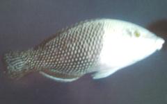 [Thicklip+Blackeye.jpg]