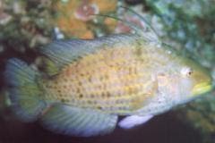 [Wrasse+Flagfin.jpg]