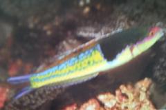 [Wrasse+Royal.jpg]