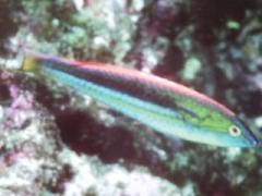 [Wrasse+Kaleidios.jpg]