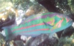 [Wrasse+Surge.jpg]
