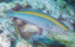 [Wrasse+Southern.jpg]