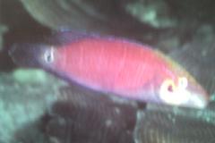 [Wrasse+Tailspot.jpg]
