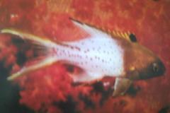 [Hogfish+Lyretail.jpg]