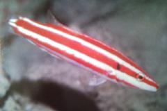 [Hogfish+Redstripe.jpg]