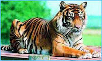 Harimau Sumatera | Panthera tigris sumatrae
