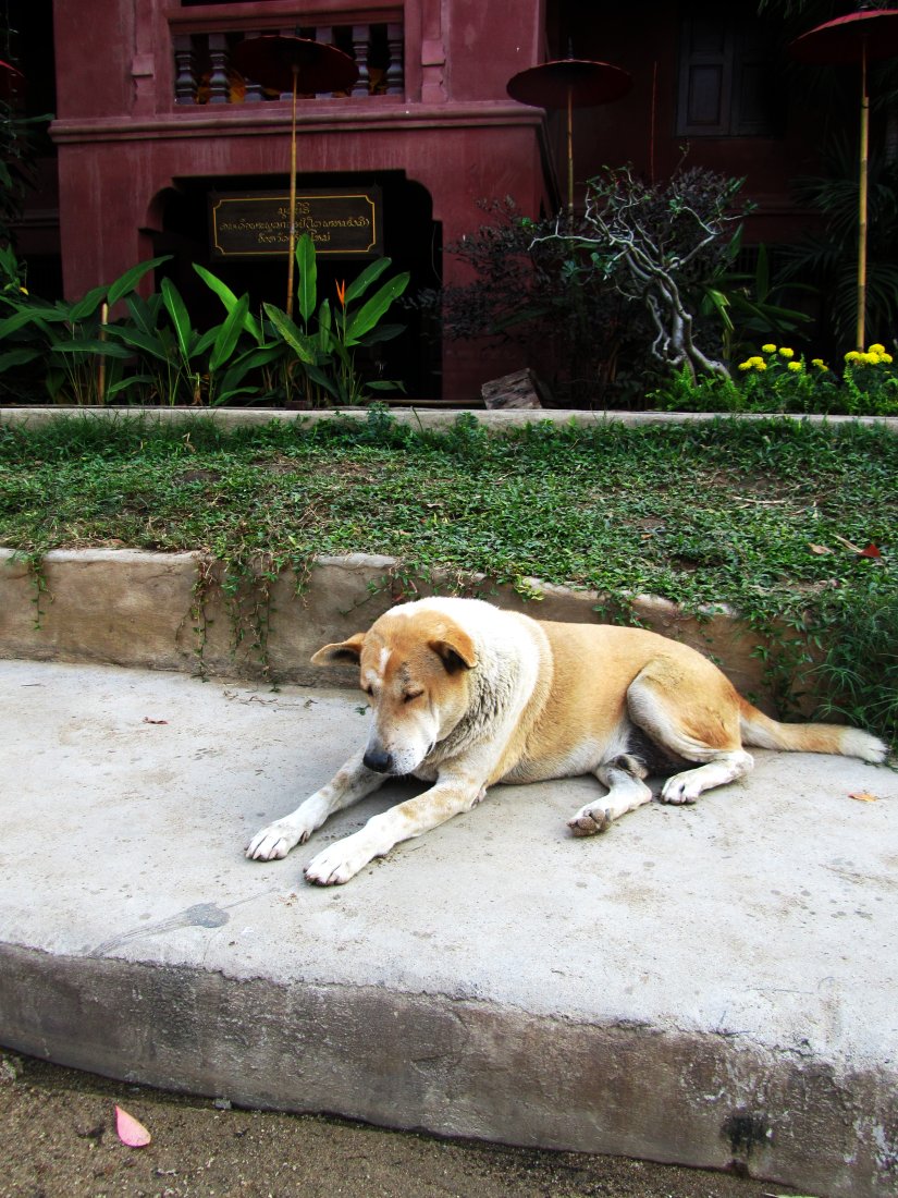 Kyklops: Temple Dogs