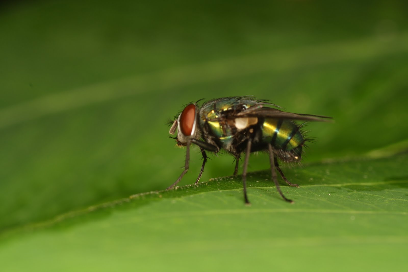 TriciaBarbie's Creatures World Green Flies in Clearwater Sanctuary