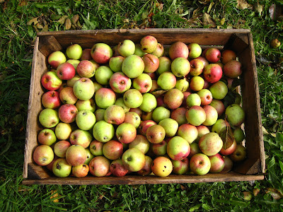 Científicos Argentinos logran detectar precozmente la “manzana podrida” del cajón‏