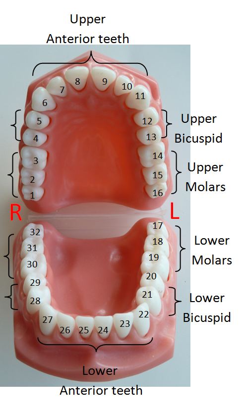 Human Tooth Identification Chart – WVPOX