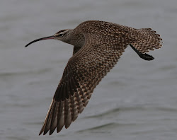 birds gibbins gulls chris hudsonian whimbrel rump showing its