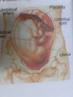 Human Reproductive System