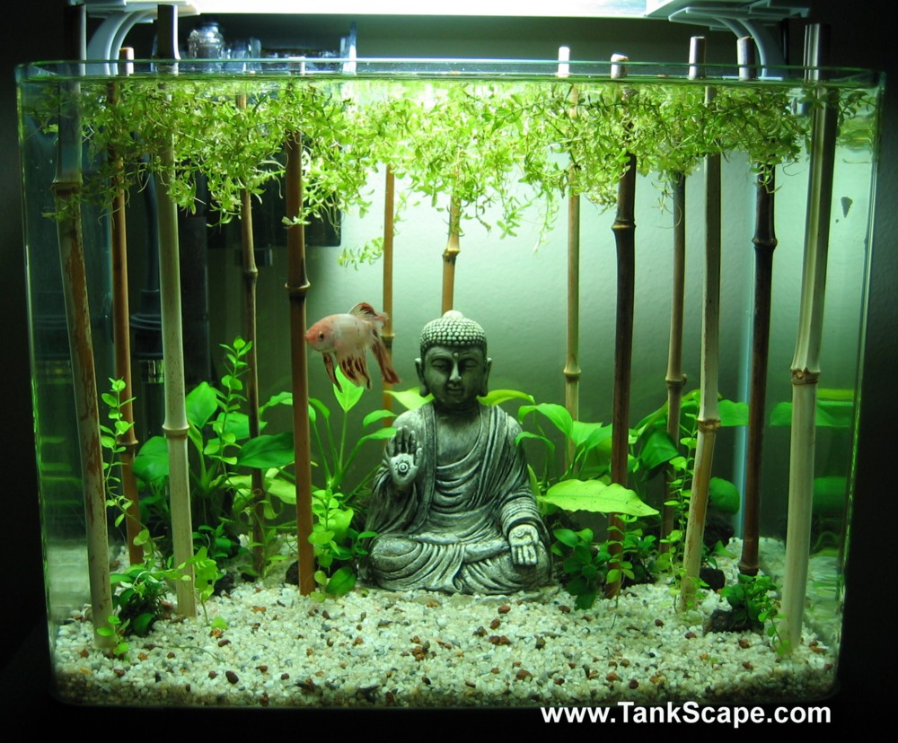 Tank Scape My Planted Buddha Betta Tank