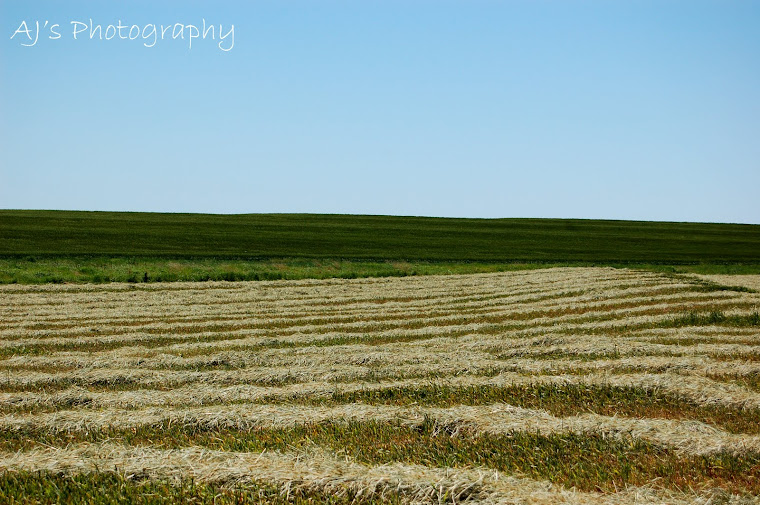 Wheat Field Cut For Hay