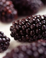 [karadut-surubu.jpg]