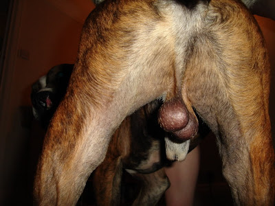 Official annoucement: I like licking dog balls.