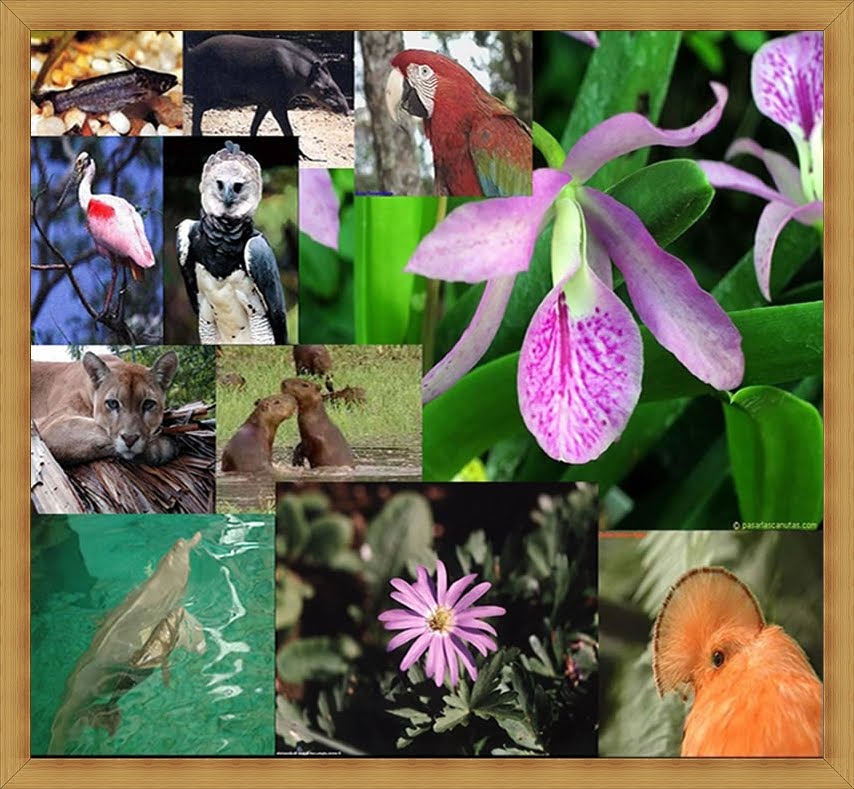 Maestra Reyes Flora Y Fauna Guatemalteca