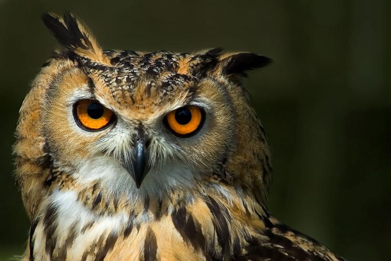 Black Book Trade In >> The Pride - Shubhashish Banerjee: Harry Potters Owl or Its ... Black Book Trade In >> The Pride - Shubhashish Banerjee: Harry Potters Owl or Its ...