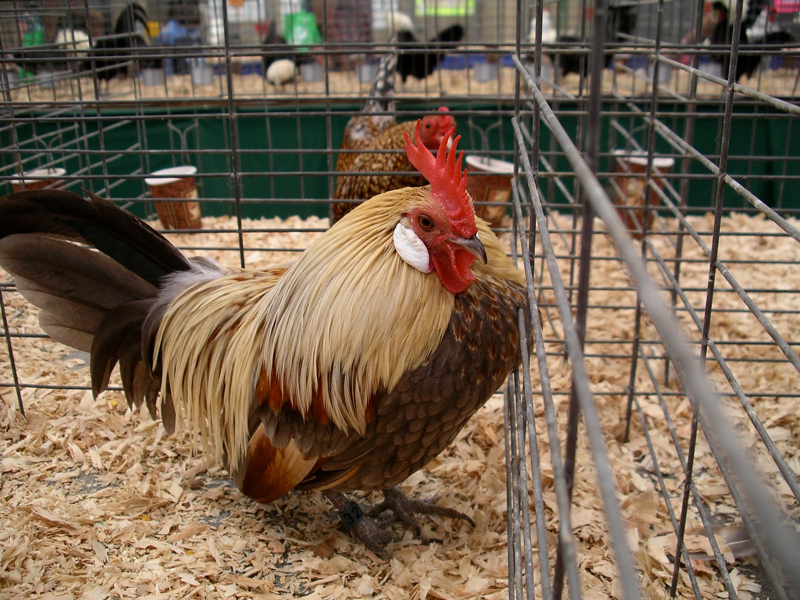 From The Backyard Beautiful Chickens at the San Diego County Fair