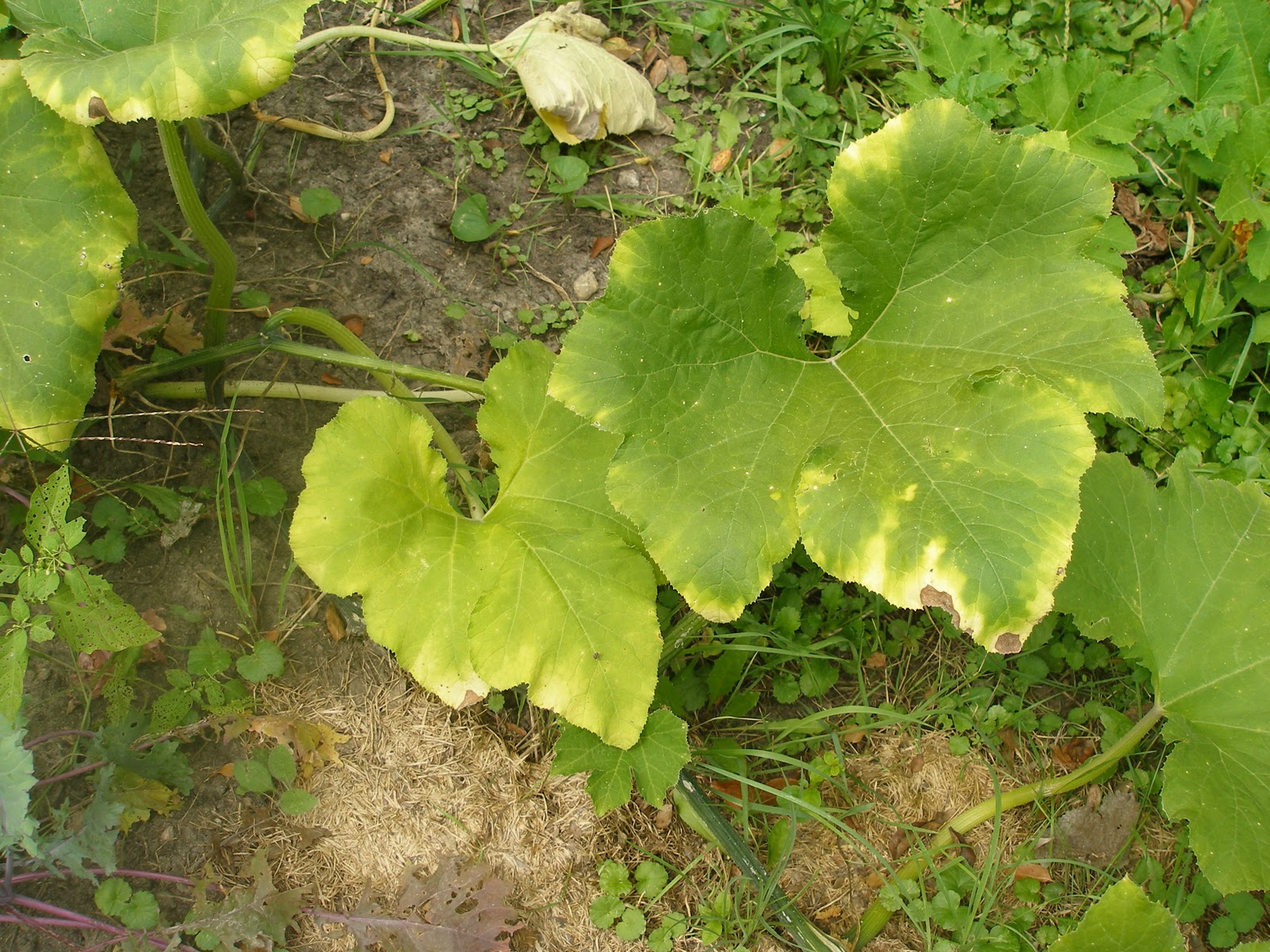 SOUTHWOODS FOREST GARDENS Squash Vine Borer Signs and Removal