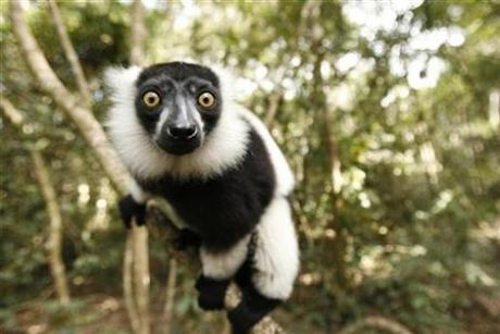 Jeb Bush: Florida Lemur Mistakenly Placed on Ballot as Libertarian