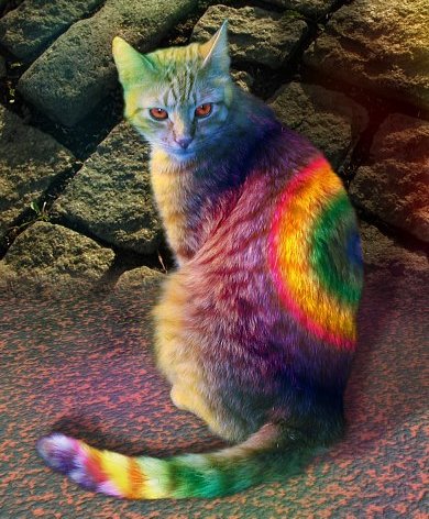 [Image: tie-dyed-rainbow-cat.jpg]