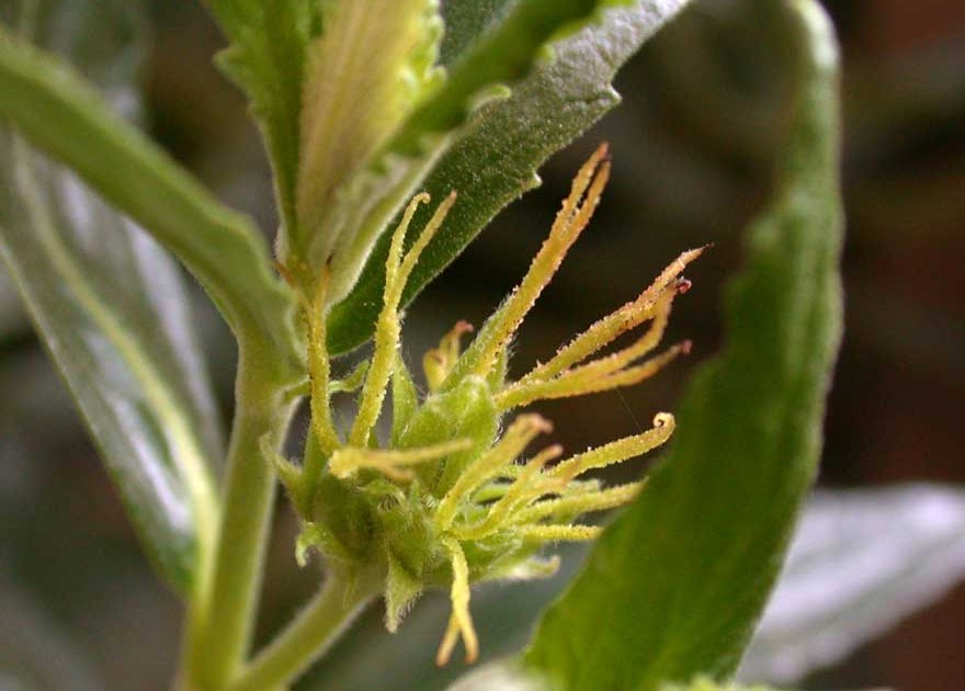 Bushranger Bitter bush